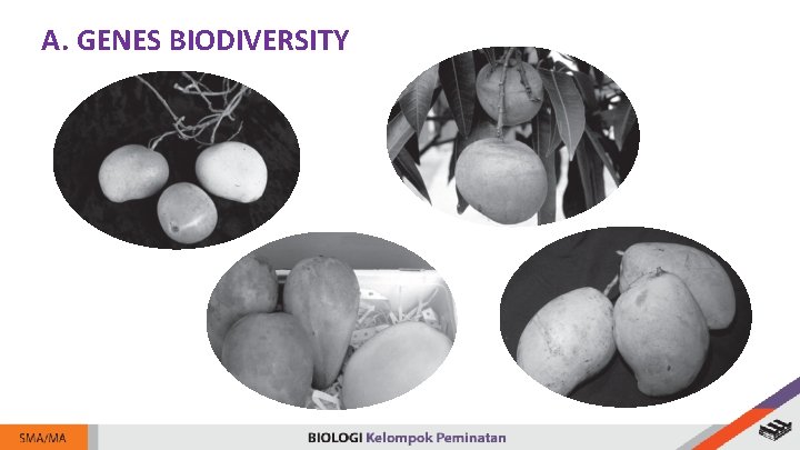 A. GENES BIODIVERSITY 