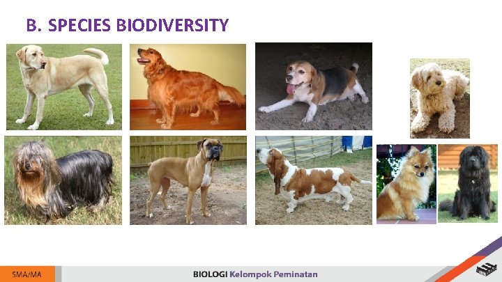 B. SPECIES BIODIVERSITY 