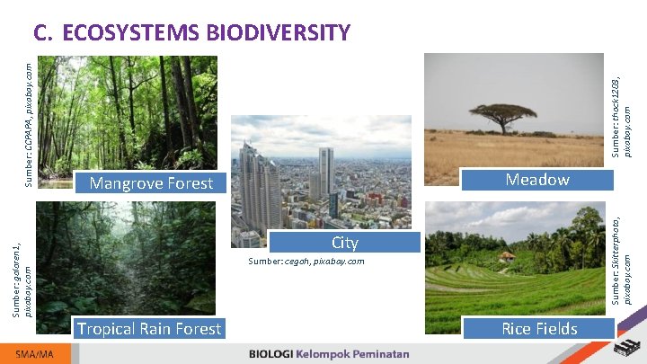 Sumber: goloren 1, pixabay. com Mangrove Forest City Sumber: cegoh, pixabay. com Tropical Rain