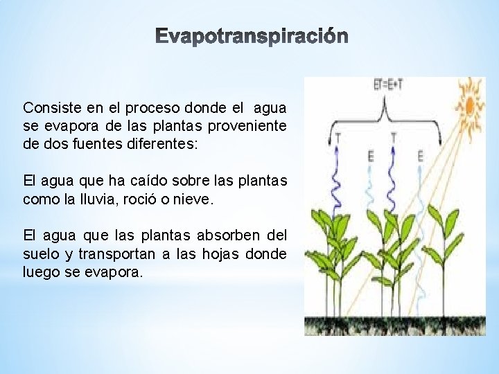 Consiste en el proceso donde el agua se evapora de las plantas proveniente de