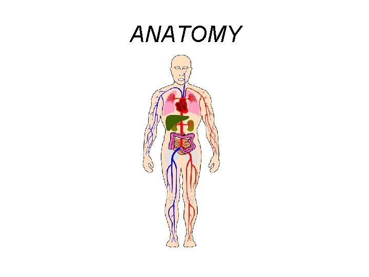 ANATOMY 