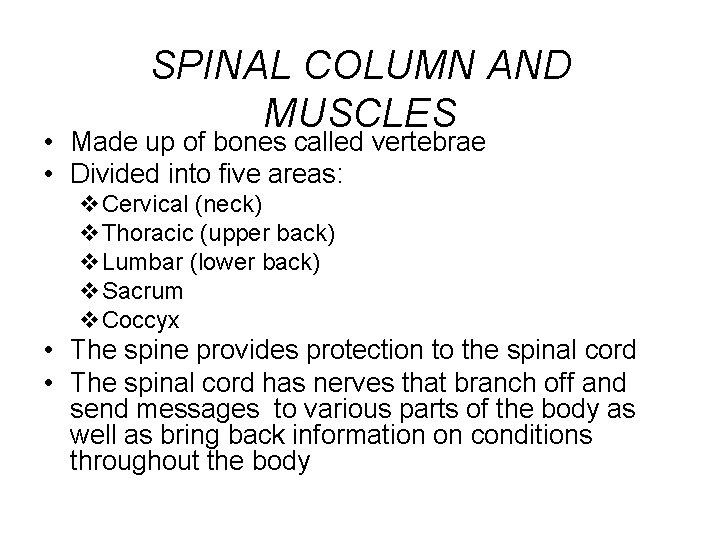 SPINAL COLUMN AND MUSCLES • Made up of bones called vertebrae • Divided into