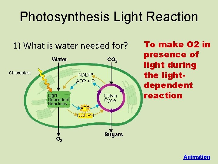 Photosynthesis Light Reaction 1) What is water needed for? Water Chloroplast CO 2 NADP+