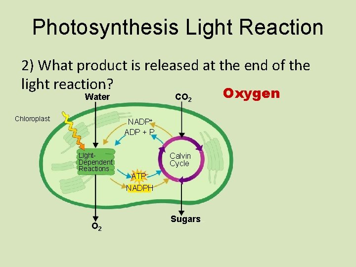 Photosynthesis Light Reaction 2) What product is released at the end of the light