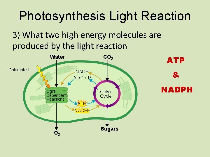 Photosynthesis Light Reaction 3) What two high energy molecules are produced by the light