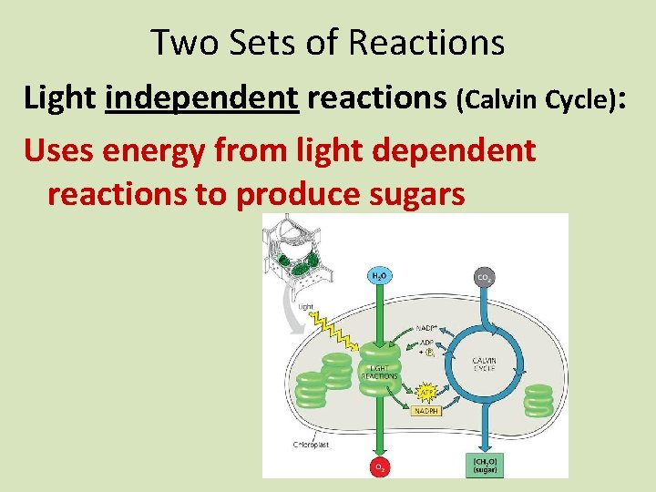 Two Sets of Reactions Light independent reactions (Calvin Cycle): Uses energy from light dependent