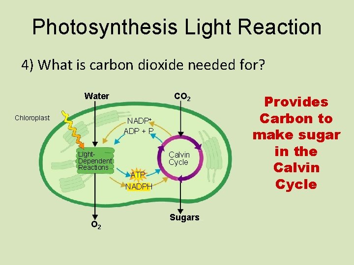 Photosynthesis Light Reaction 4) What is carbon dioxide needed for? Water CO 2 Provides