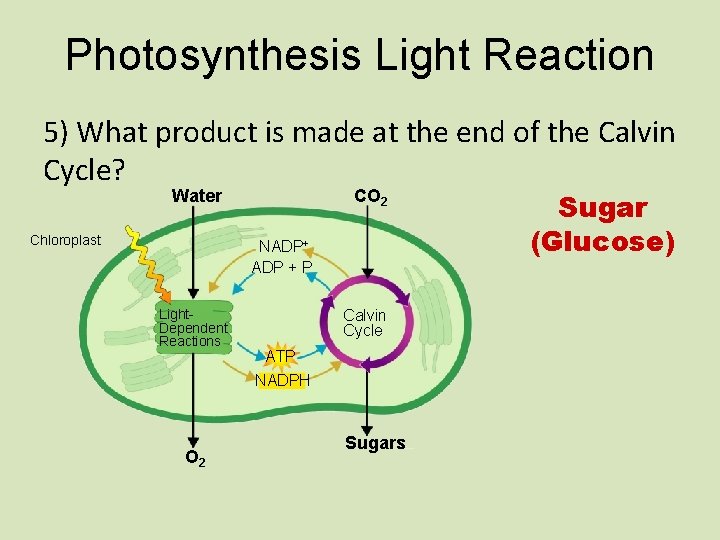 Photosynthesis Light Reaction 5) What product is made at the end of the Calvin