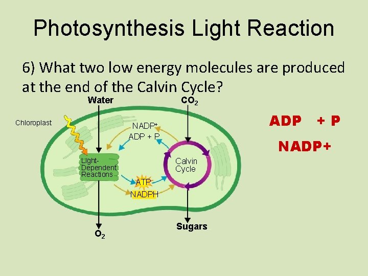 Photosynthesis Light Reaction 6) What two low energy molecules are produced at the end