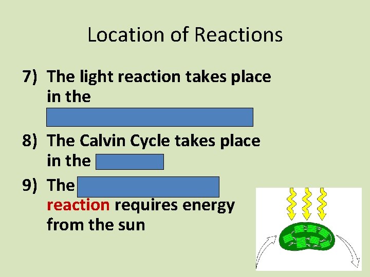 Location of Reactions 7) The light reaction takes place in the thylakoid membranes. 8)
