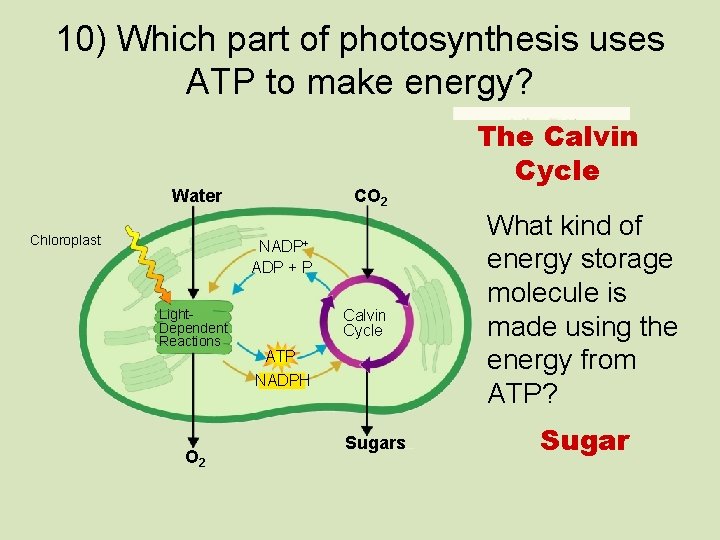 10) Which part of photosynthesis uses ATP to make energy? Water Chloroplast CO 2
