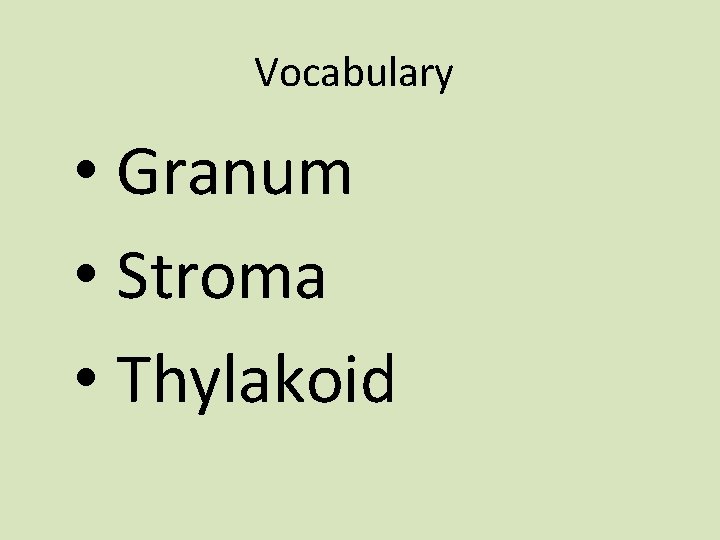 Vocabulary • Granum • Stroma • Thylakoid 