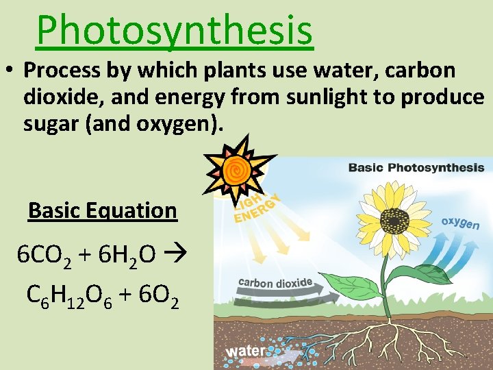 Photosynthesis • Process by which plants use water, carbon dioxide, and energy from sunlight