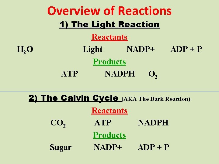 Overview of Reactions H 2 O 1) The Light Reaction Reactants Light NADP+ Products