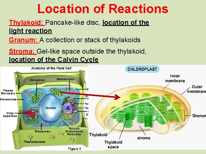 Location of Reactions Thylakoid: Pancake-like disc, location of the light reaction Granum: A collection
