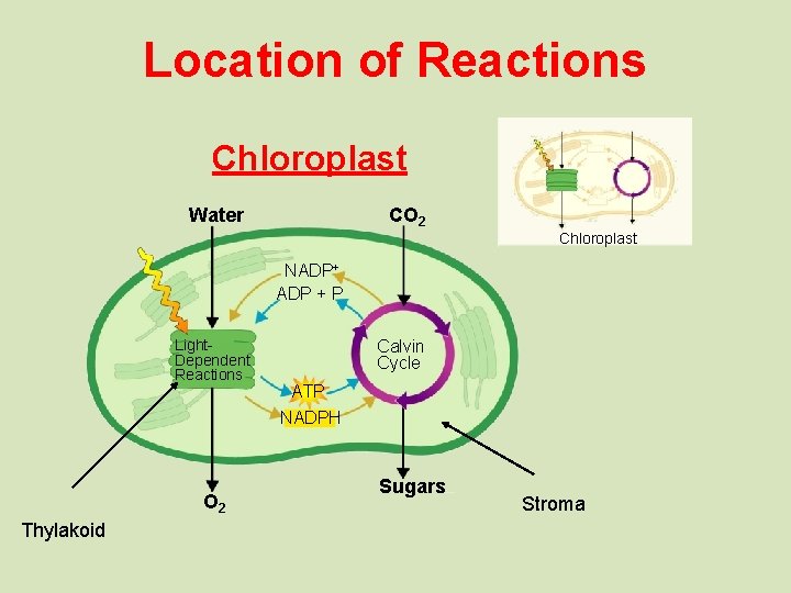 Location of Reactions Chloroplast Water CO 2 Chloroplast NADP+ ADP + P Light. Dependent