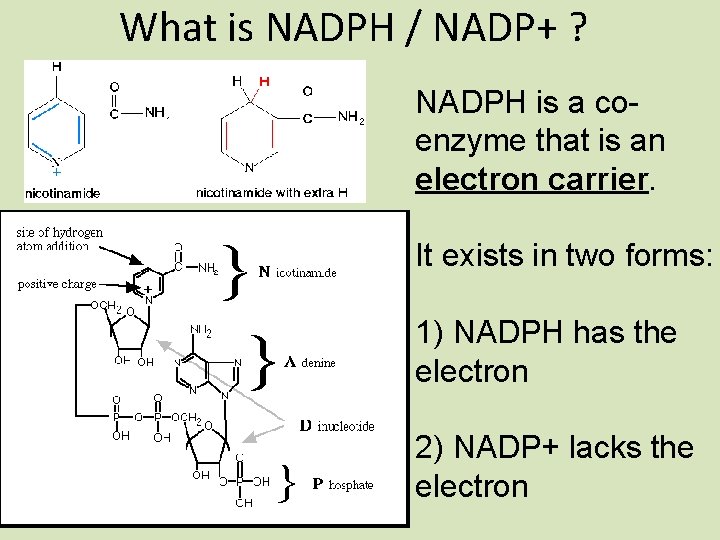 What is NADPH / NADP+ ? NADPH is a coenzyme that is an electron