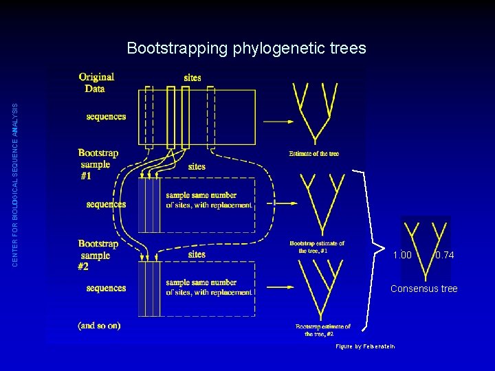 CENTER FOR BIOLOGICAL SEQUENCE ANALYSIS Bootstrapping phylogenetic trees 1. 00 0. 74 Consensus tree
