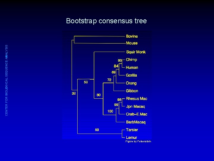 CENTER FOR BIOLOGICAL SEQUENCE ANALYSIS Bootstrap consensus tree Figure by Felsenstein 