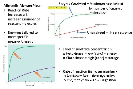 Michaelis-Menton Plots: • Reaction Rate increases with increasing number of reactant molecules • Enzymes