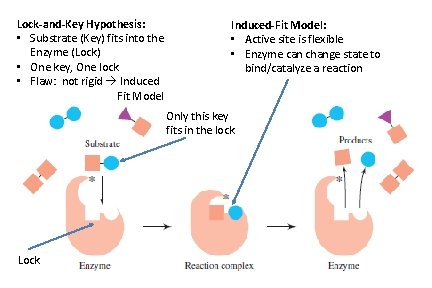 Lock-and-Key Hypothesis: • Substrate (Key) fits into the Enzyme (Lock) • One key, One