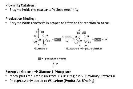 Proximity Catalysis: • Enzyme holds the reactants in close proximity Productive Binding: • Enzyme