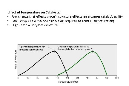 Effect of Temperature on Catalysts: • Any change that effects protein structure effects an