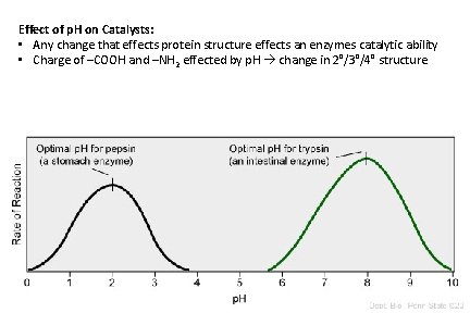 Effect of p. H on Catalysts: • Any change that effects protein structure effects