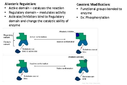 Allosteric Regulation: • Active domain – catalyzes the reaction • Regulatory domain – modulates