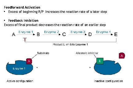 Feedforward Activation • Excess of beginning R/P increases the reaction rate of a later