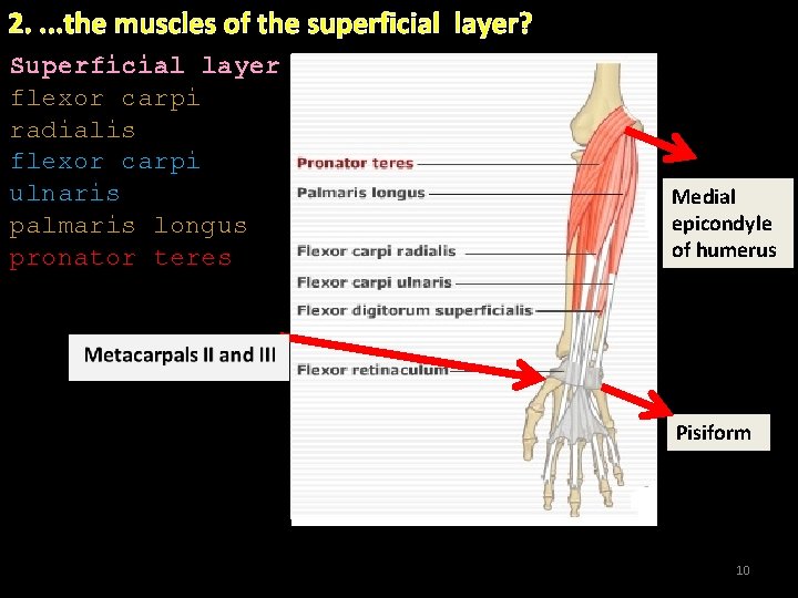 2. . the muscles of the superficial layer? Superficial layer flexor carpi radialis flexor