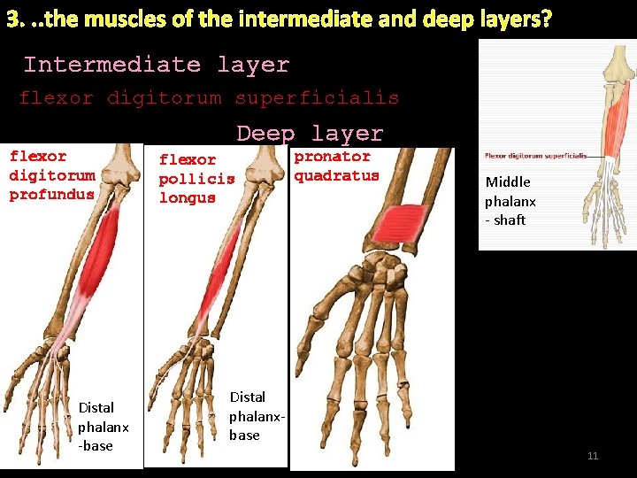 3. . . the muscles of the intermediate and deep layers? Intermediate layer flexor 3. . . the muscles of the intermediate and deep layers? Intermediate layer flexor