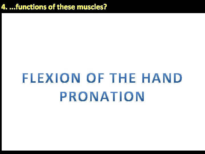 4. . functions of these muscles? Flexor digitorum superficialis Flex metacarpophalangeal & proximal interphalangeal 4. . functions of these muscles? Flexor digitorum superficialis Flex metacarpophalangeal & proximal interphalangeal