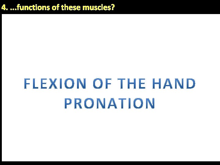 4. . functions of these muscles? Flexor digitorum superficialis Flex metacarpophalangeal & proximal interphalangeal