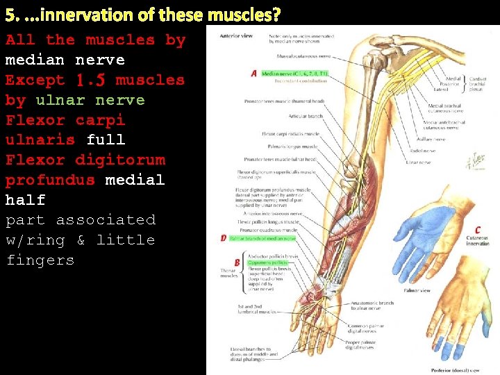 5. . innervation of these muscles? All the muscles by median nerve Except 1. 5. . innervation of these muscles? All the muscles by median nerve Except 1.