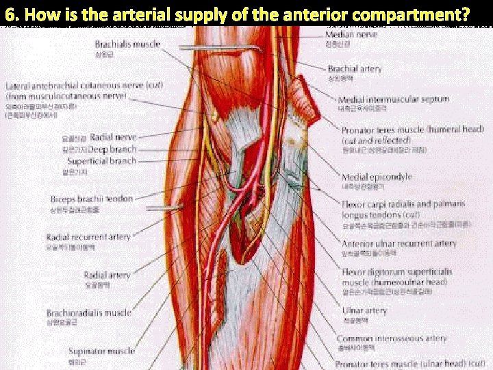 6. How is the arterial supply of the anterior compartment? Inf. border of teres