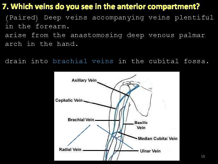 7. Which veins do you see in the anterior compartment? (Paired) Deep veins accompanying