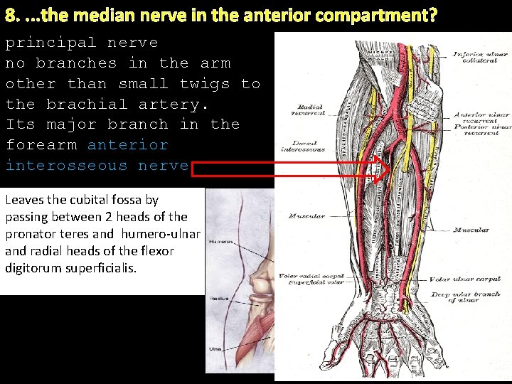 8. . the median nerve in the anterior compartment? principal nerve no branches in 8. . the median nerve in the anterior compartment? principal nerve no branches in