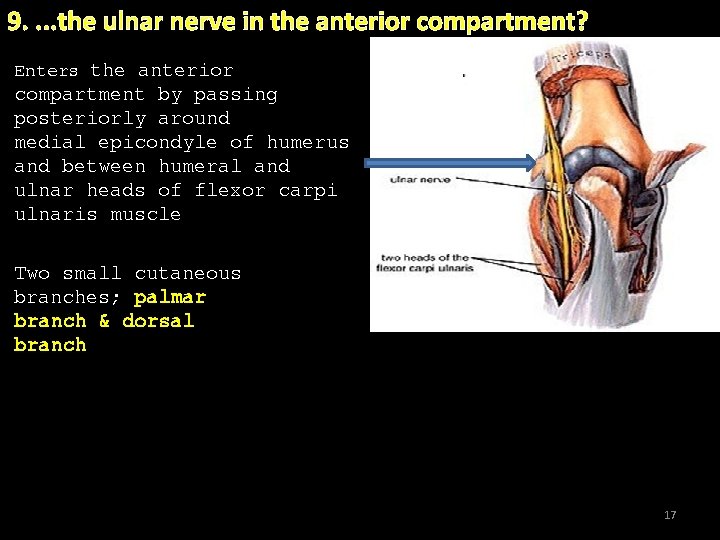 9. . the ulnar nerve in the anterior compartment? Enters the anterior compartment by