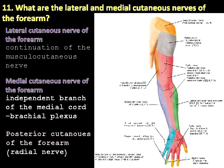 11. What are the lateral and medial cutaneous nerves of the forearm? Lateral cutaneous