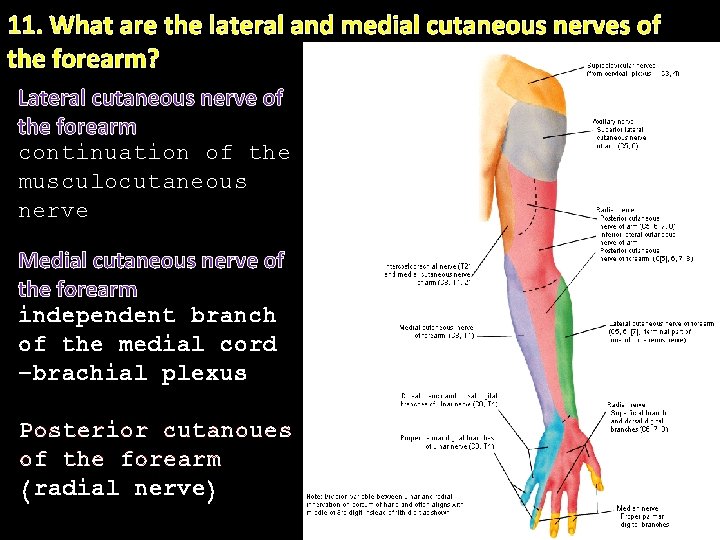 11. What are the lateral and medial cutaneous nerves of the forearm? Lateral cutaneous 11. What are the lateral and medial cutaneous nerves of the forearm? Lateral cutaneous
