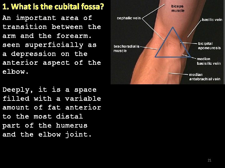 1. What is the cubital fossa? An important area of transition between the arm 1. What is the cubital fossa? An important area of transition between the arm