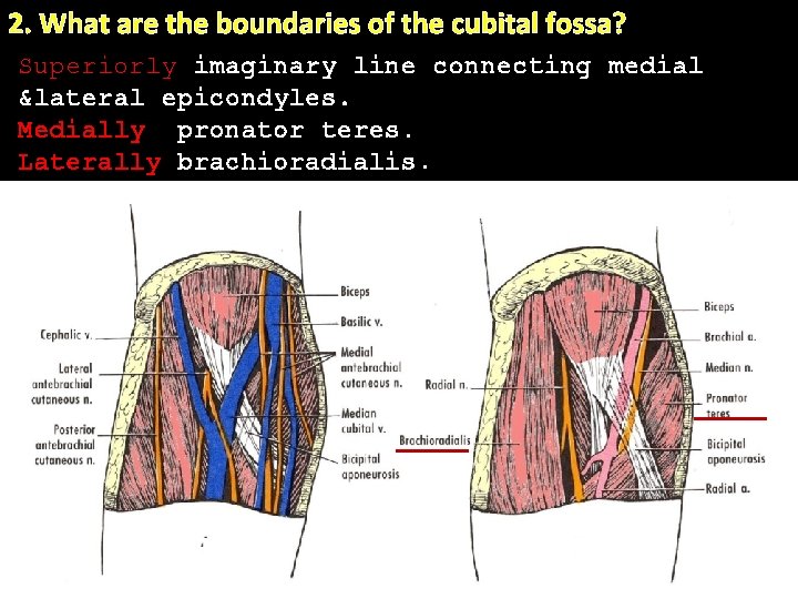 2. What are the boundaries of the cubital fossa? Superiorly imaginary line connecting medial
