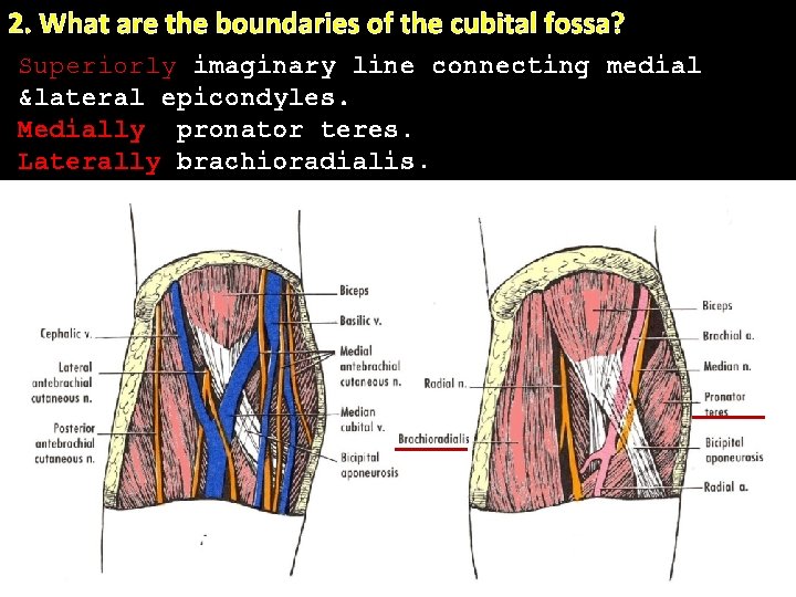 2. What are the boundaries of the cubital fossa? Superiorly imaginary line connecting medial 2. What are the boundaries of the cubital fossa? Superiorly imaginary line connecting medial