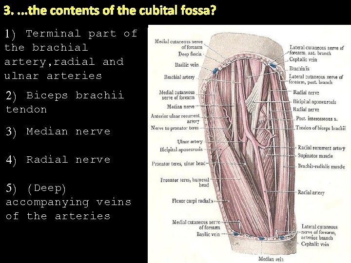 3. . the contents of the cubital fossa? 1) Terminal part of the brachial