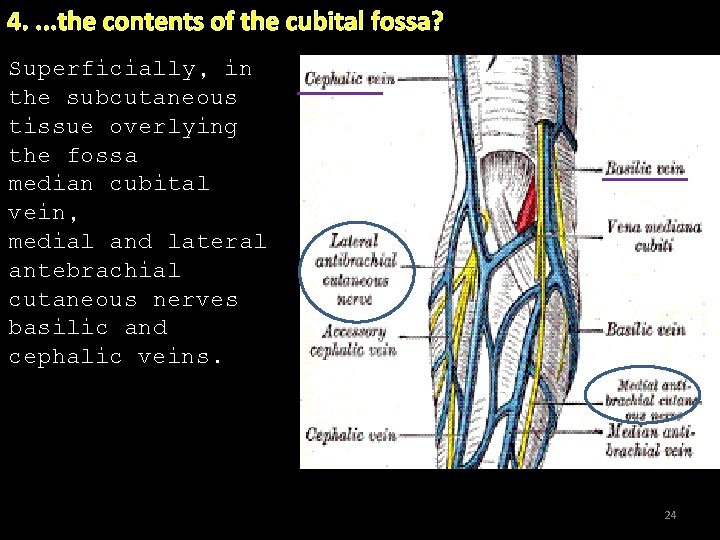 4. . the contents of the cubital fossa? Superficially, in the subcutaneous tissue overlying