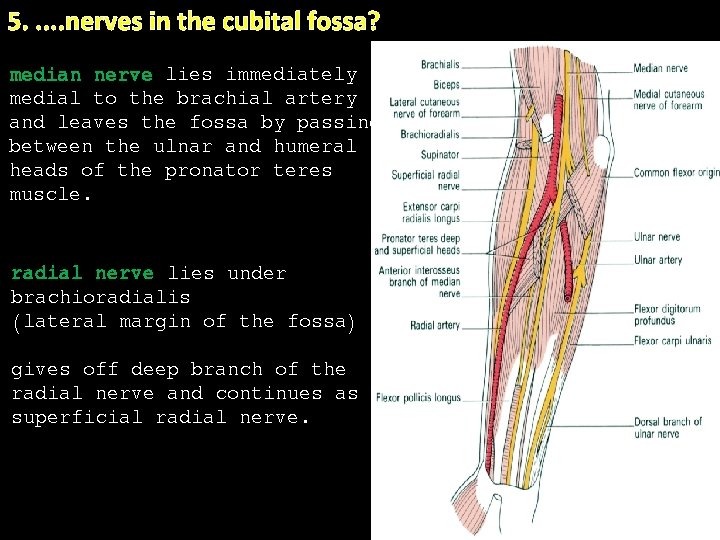 5. . . nerves in the cubital fossa? median nerve lies immediately medial to