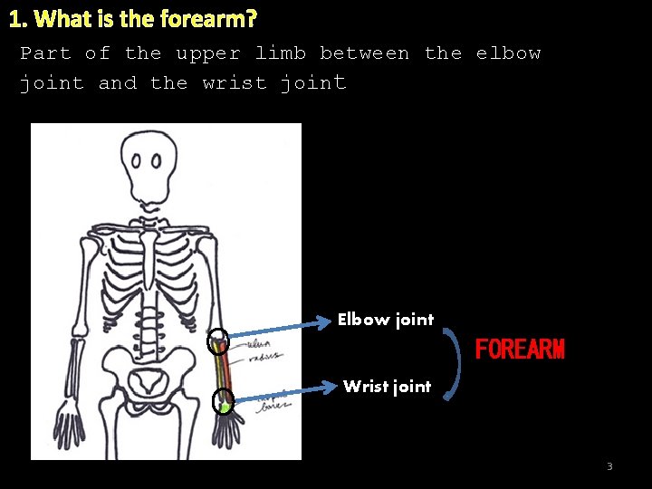 1. What is the forearm? Part of the upper limb between the elbow joint