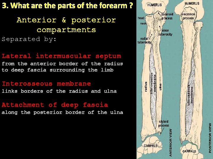 3. What are the parts of the forearm ? Anterior & posterior compartments Separated 3. What are the parts of the forearm ? Anterior & posterior compartments Separated