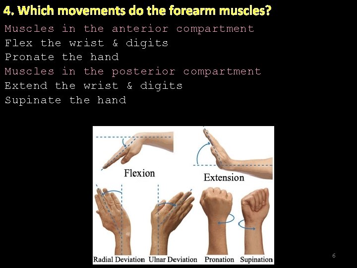 4. Which movements do the forearm muscles? Muscles in the anterior compartment Flex the